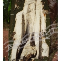 Agarwood Tree Logs 5kg